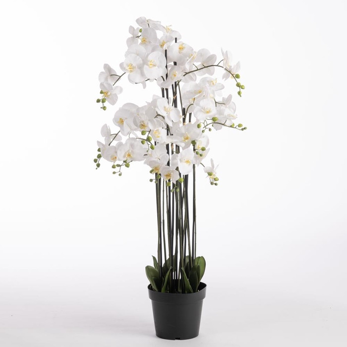 <h4>AF Orchid x11 in pot H132cm Wh</h4>
