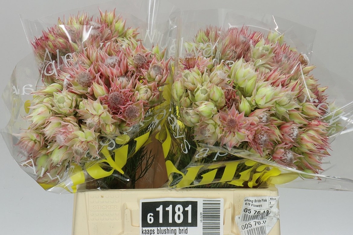 <h4>Kaaps Blushing Bride 'sugar 'n' Spice'</h4>