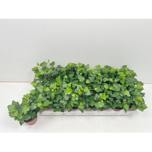 Hedera helix Wonder 8,5Ø 10cm