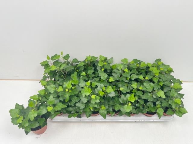 Hedera helix Wonder 8,5Ø 10cm