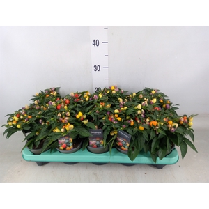 Capsicum annuum 'Autumn Daylight'