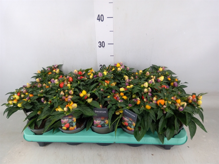 <h4>Capsicum annuum 'Autumn Daylight'</h4>