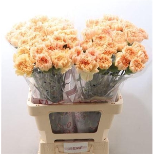 Di St Monnalisa Oran