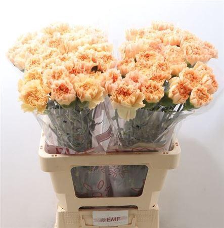 <h4>Di St Monnalisa Oran</h4>