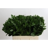 Ruscus Hypophyllum