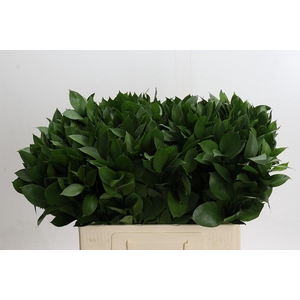 Ruscus Hypophyllum