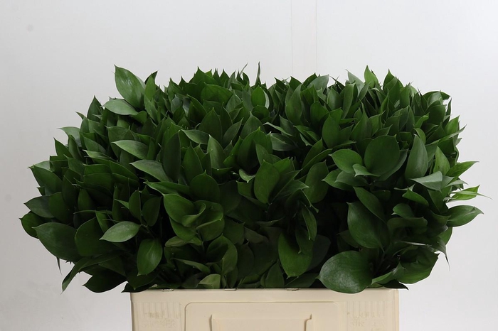 Ruscus Hypophyllum