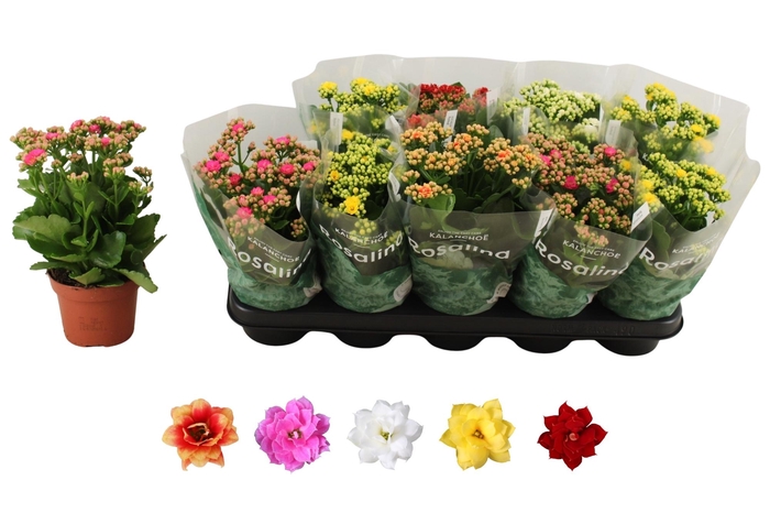 <h4>KAL GE RO GEM 5 KL</h4>