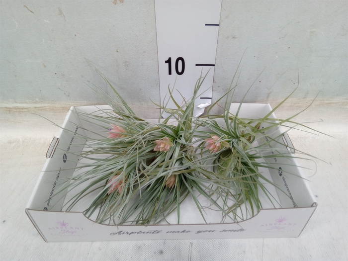 <h4>Tillandsia</h4>