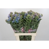 Oxypetalum Tweedia Blue