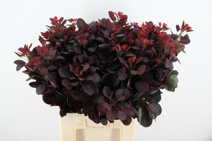 <h4>COTINUSBLAD C ROYAL PURPLE</h4>