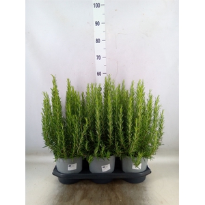 Rosmarinus officinalis   ...