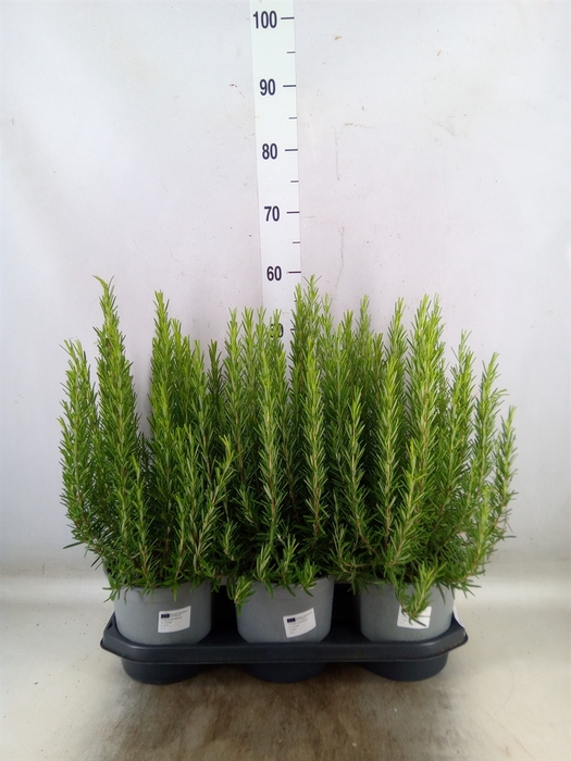 <h4>Rosmarinus officinalis   ...</h4>