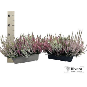 Callu Gg Smixies Gem Balcon