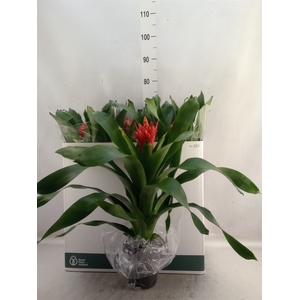 Aechmea  'Rozanne Elegant Red'