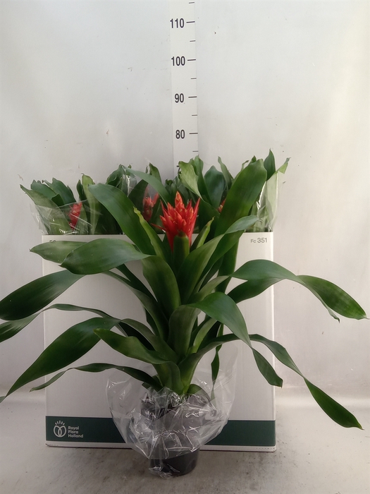 Aechmea  'Rozanne Elegant Red'