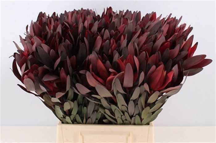 <h4>Leucad Safari Sunset 50cm</h4>
