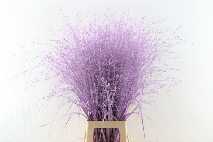 <h4>Siergras Panicum Kbh Milka P Stem</h4>