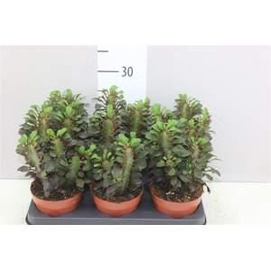 Euphorbia Trigona Rubra
