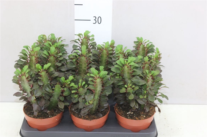 <h4>Euphorbia Trigona Rubra</h4>