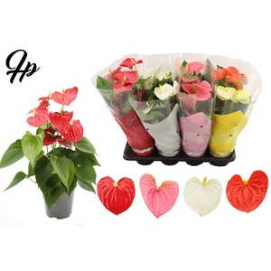 Anthurium 14 cm 4 color mix in Couture sleeve