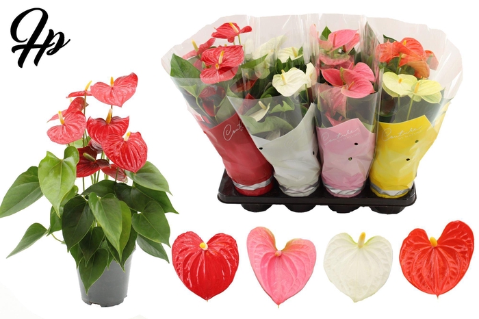 <h4>Anthurium 14 cm 4 color mix in Couture sleeve</h4>