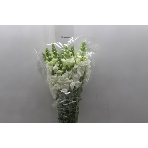 BOCA DE LEAO POTOMAC WHITE 070 CM