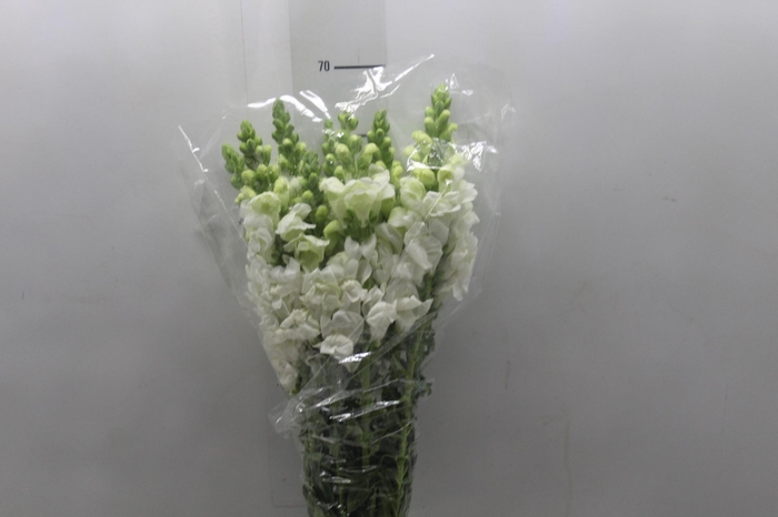 <h4>BOCA DE LEAO POTOMAC WHITE 070 CM</h4>