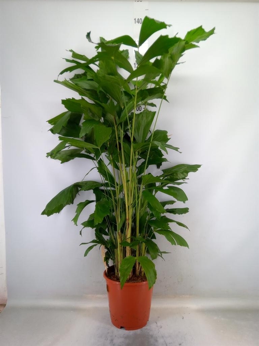 <h4>Caryota mitis</h4>
