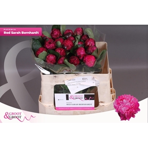 Paeonia Red Sarah Bernhardt | Heavy Quality