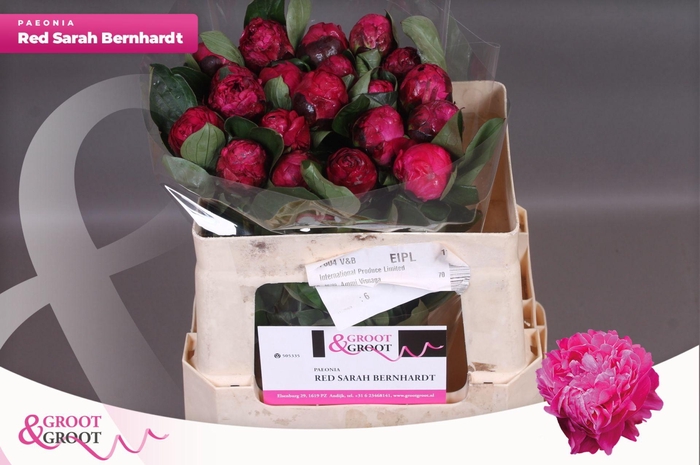 <h4>Paeonia Red Sarah Bernhardt | Heavy Quality</h4>