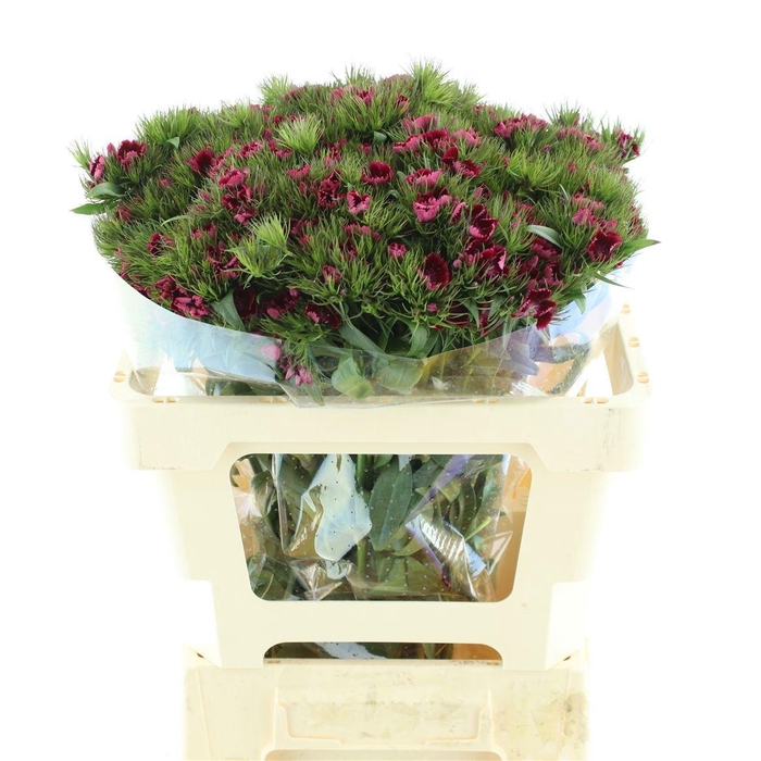 <h4>DI BARB S WILL RED</h4>