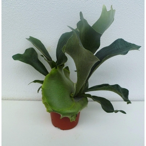 Platycerium bifurc.