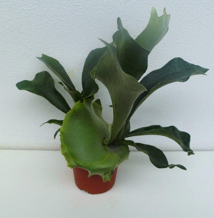 <h4>Platycerium bifurc.</h4>