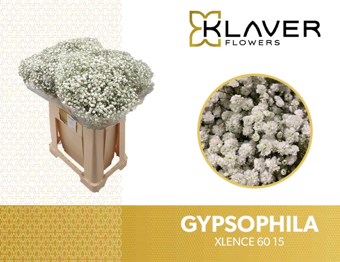 <h4>Gyps Pa Xlence</h4>