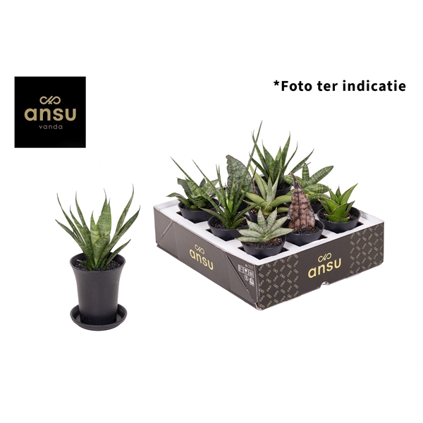<h4>Sansevieria Mix in sierpot</h4>
