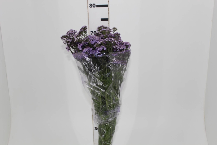 ACHILLEA 060 CM