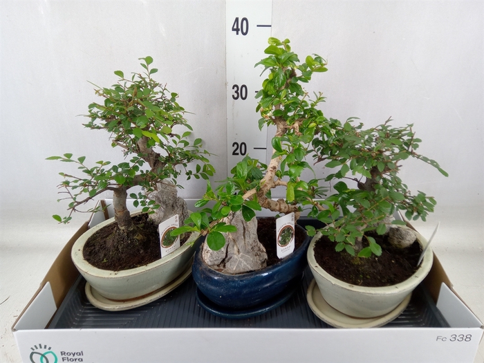 <h4>Bonsai   ...mix</h4>