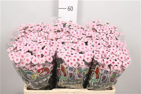 <h4>Chrysanthemum SA 'Mad Bico Tyolo'</h4>
