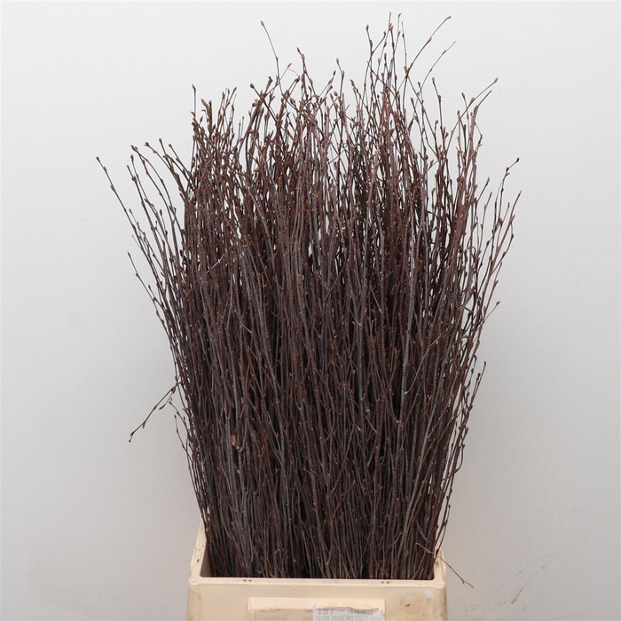 <h4>Betula (berk) P Bos 70cm Fresh! Met Vruchten</h4>