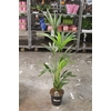 Howea Forsteriana 4pp