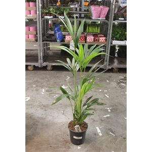 Howea Forsteriana 4pp