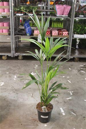 <h4>Howea Forsteriana 4pp</h4>