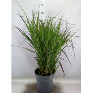 Panicum virgatum