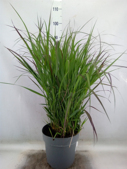<h4>Panicum virgatum</h4>