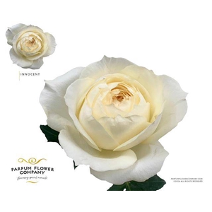 Rosa garden innocent