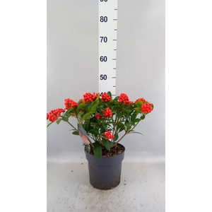Skimmia jap. 'Temptation'