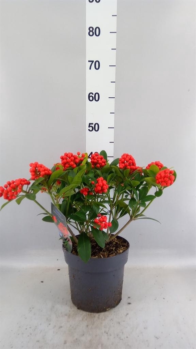 <h4>Skimmia jap. 'Temptation'</h4>