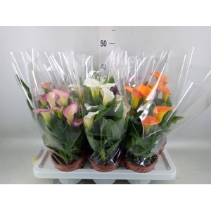 Zantedeschia   ...mix 4