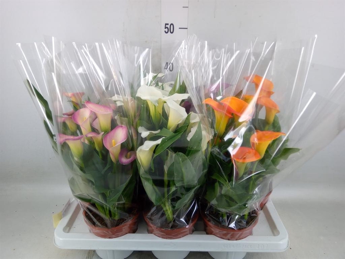 <h4>Zantedeschia   ...mix 4</h4>